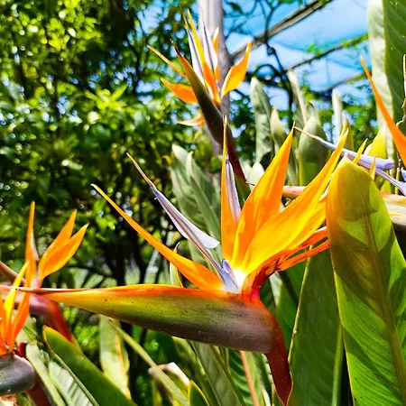 Casa Limoncella-garden, Private Parking&sorrento Coast * Massa Lubrense
